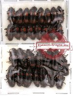 Scientific lot no. 2 Erotylidae (30 pcs)