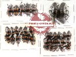 Scientific lot no. 3 Erotylidae (36 pcs)