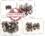 Scientific lot no. 4 Erotylidae (16 pcs)