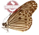 Ideopsis gaura pseudocostalis (A-)