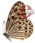 Ideopsis gaura pseudocostalis (A2)