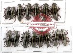 Scientific lot no. 5 Erotylidae (15 pcs)