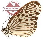 Ideopsis gaura batuna