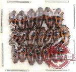 Scientific lot no. 6 Erotylidae (20 pcs)