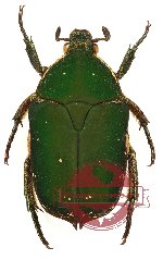 Protaetia (Netociomima) ternatana ssp.