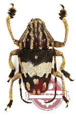 Choeromorpha wallacei (A2)