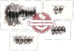 Scientific lot no. 7 Erotylidae (15 pcs)