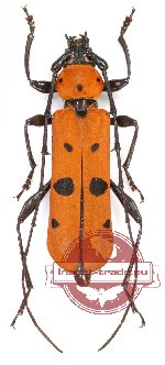 Rosalia (Eurybatus) borneensis