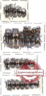 Scientific lot no. 10 Erotylidae (28 pcs)