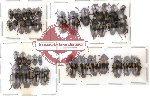 Scientific lot no. 12 Erotylidae (39 pcs)