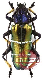 Sphingnotus mirabilis ssp. mirabilis Boisduval, 1835 (A2)