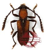 Serratobicon scutatus ssp. scutatus (Holzschuh, 1992) (A2)