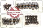 Scientific lot no. 13 Erotylidae (44 pcs)