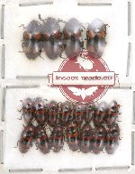 Scientific lot no. 14 Erotylidae (19 pcs)