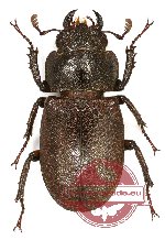 Cyclomatus speciosus anepsius