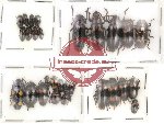 Scientific lot no. 16 Erotylidae (28 pcs)