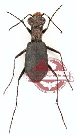 Cylindera (s.str.) delavayi (8 pcs)