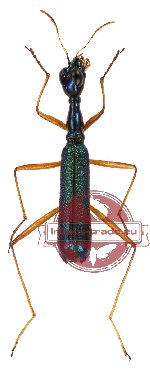 Neocollyris (s.str.) sp. 4