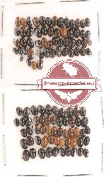 Scientific lot no. 20 Erotylidae (109 pcs)