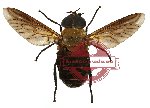 Diptera sp. 19 (SPREAD) (5 pcs)