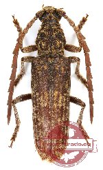 Rhytidodera integrifrons Heller, 1897