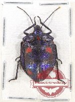 Scutellarinae sp. 1DD