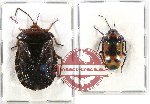 Scientific lot no. 663 Heteroptera (2 pcs A2)