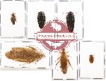 Scientific lot no. 33 Blattodea (6 pcs A, A2)