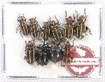 Scientific lot no. 414 Curculionidae (10 pcs)