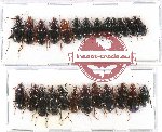 Scientific lot no. 323 Carabidae (25 pcs)