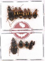 Scientific lot no. 332 Carabidae (12 pcs)