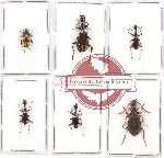 Scientific lot no. 330 Carabidae (6 pcs - 1 pc A2)