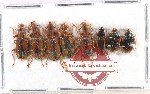 Scientific lot no. 331 Carabidae (8 pcs)