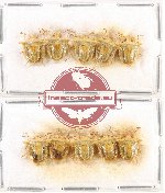 Scientific lot no. 647 Heteroptera (10 pcs)