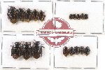 Scientific lot no. 649 Heteroptera (Cydnidae) (18 pcs)