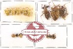 Scientific lot no. 651 Heteroptera (14 pcs)