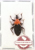 Scientific lot no. 665 Heteroptera (1 pc)