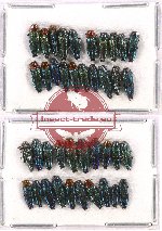 Scientific lot no. 72 Buprestidae (40 pcs)