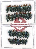 Scientific lot no. 71 Buprestidae (Agrilus spp.) (38 pcs)