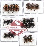 Scientific lot no. 453 Coprophaga (22 pcs)