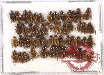 Scientific lot no. 461 Coprophaga (51 pcs)