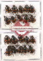 Scientific lot no. 100CC Coprophaga (Onthophagini) (20 pcs A2)