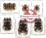 Scientific lot no. 454 Coprophaga (8 pcs)