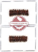 Scientific lot no. 74 Scolytidae (20 pcs)