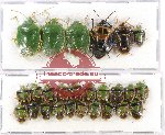 Scientific lot no. 674 Heteroptera (26 pcs)