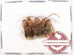 Scientific lot no. 228A Hymenoptera (Mutilidae) (5 pcs)