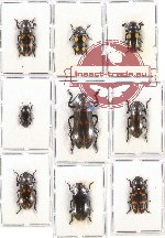 Scientific lot no. 84 Erotylidae (9 pcs)