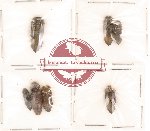 Scientific lot no. 7 (7 pcs)