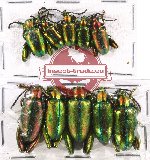 Scientific lot no. 219A Chrysomelidae (Sagra spp.) (10 pcs)