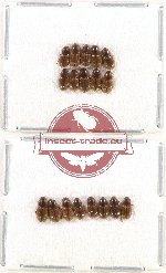 Scientific lot no. 455 Coprophaga (Aphodiini) (18 pcs)